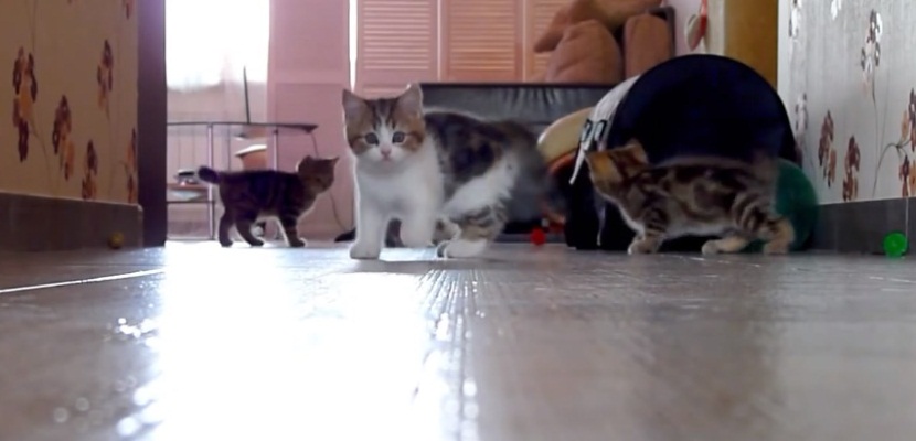 Kittens Racing, Jumping, Playing