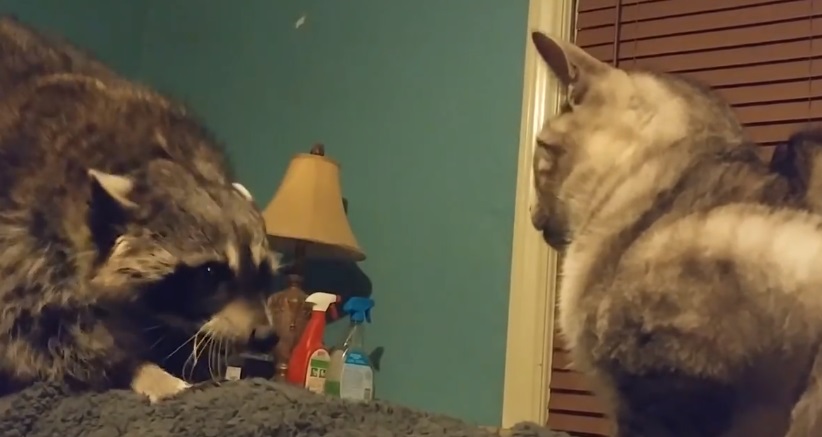 Raccoon Wants Cat's Attention