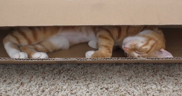 If I Fits, I Sits, A Cat's Guide To Boxes
