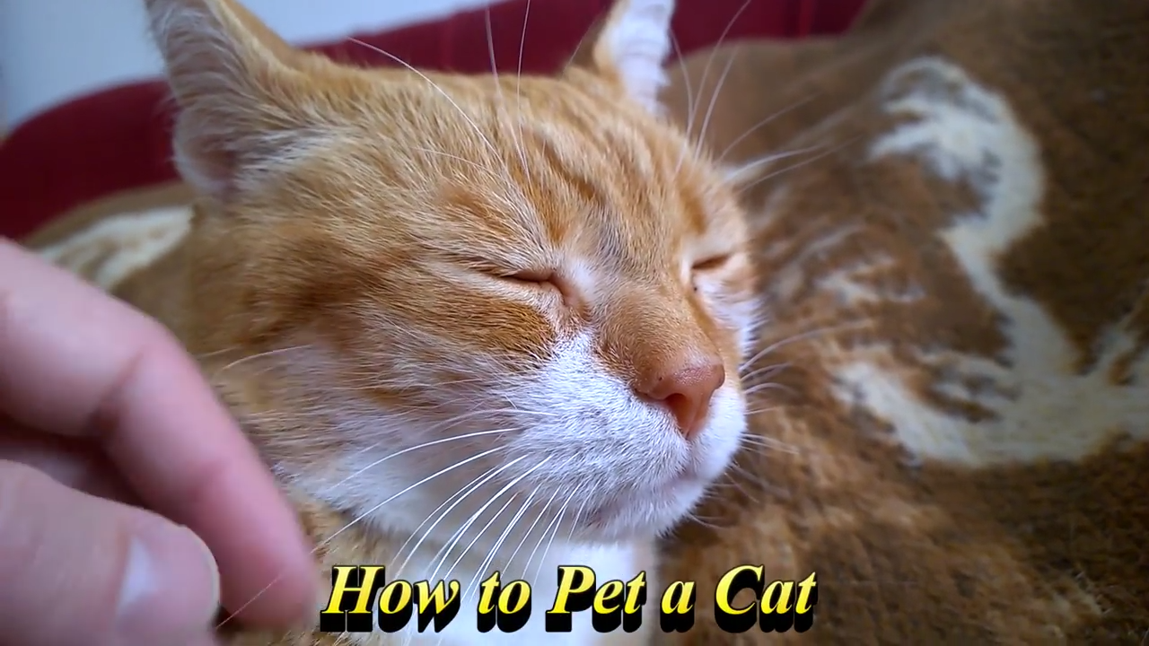 A guide on how to pet a cat