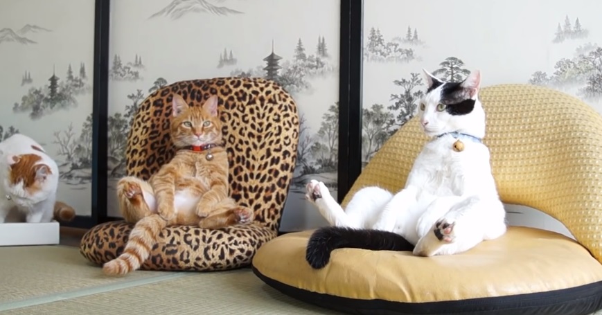 Cats Relaxing With Style