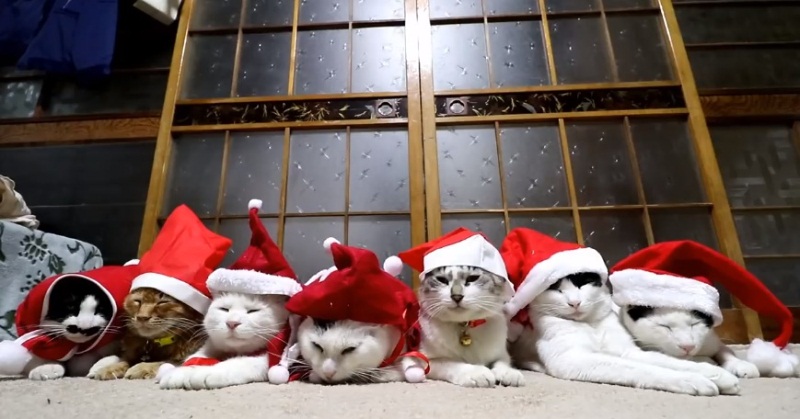 Santa Claus Hats For The Cats