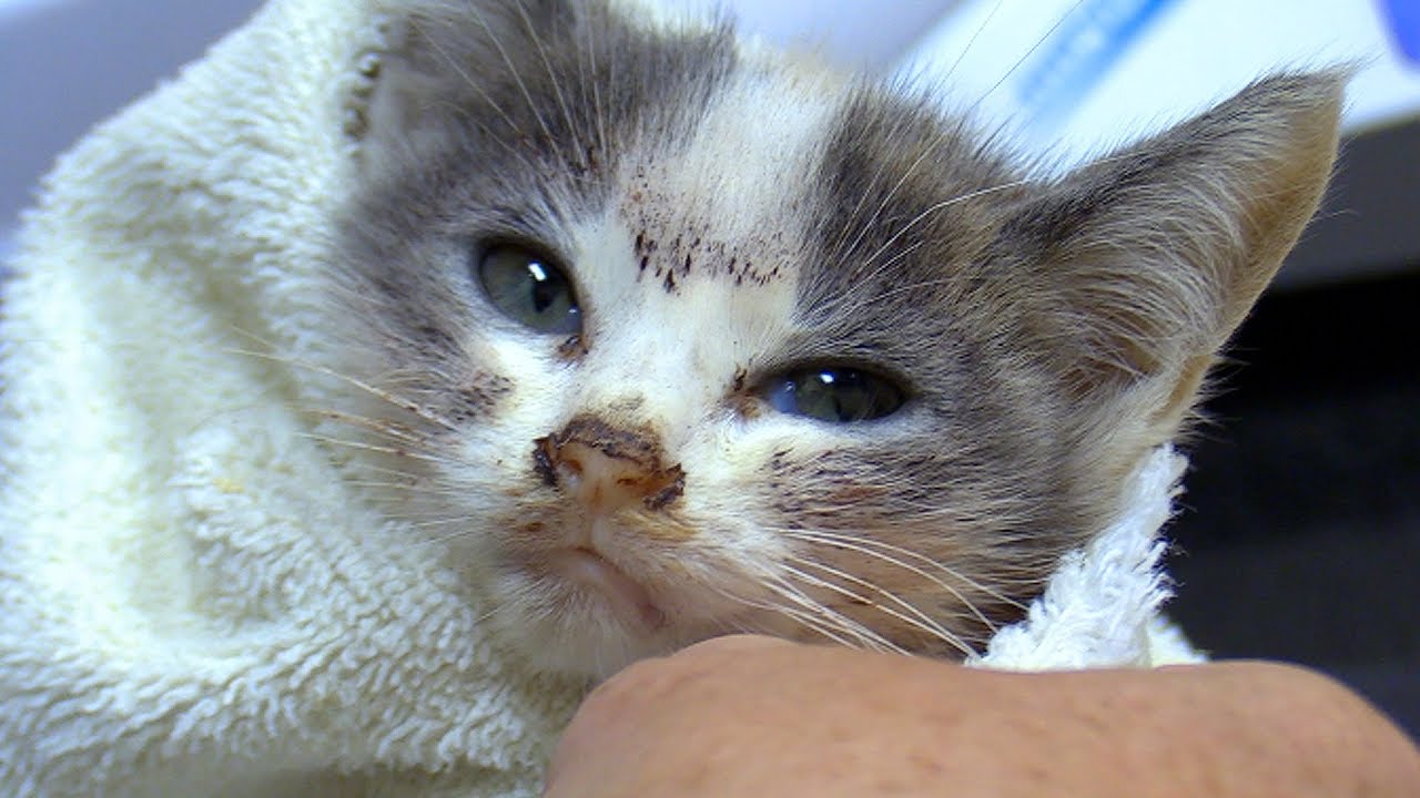 Princess - A dying kitten that received a chance to life