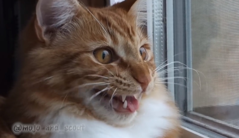 Beautiful Maine Coon Cat Chattering