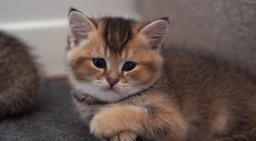 Hosico's Kittens