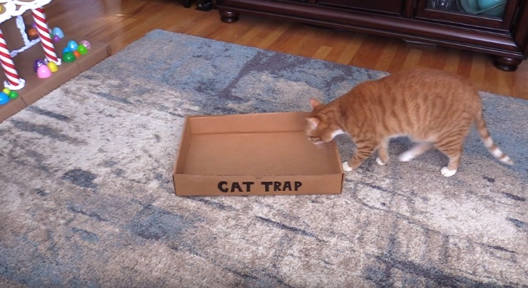 How To Catch A Cat, Easiest Way