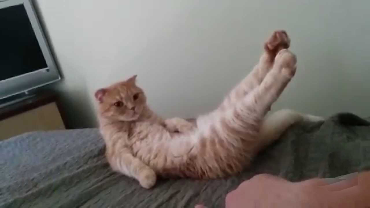 Cat reacts to getting her paws tickled