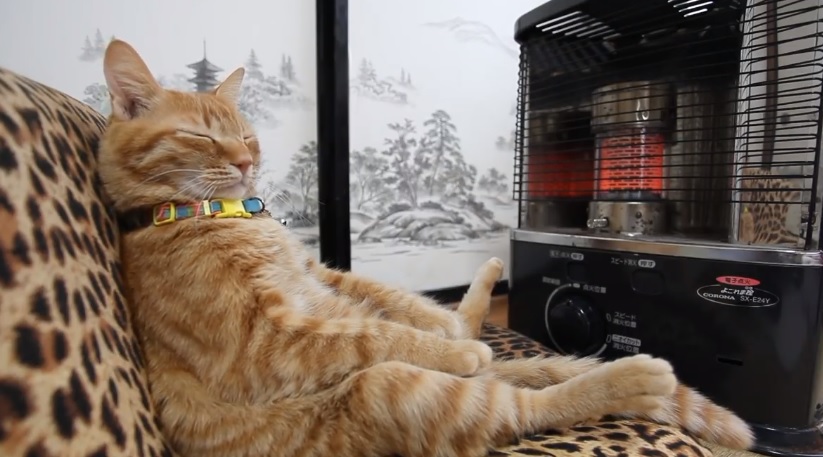Cute Kitty Staying Warm