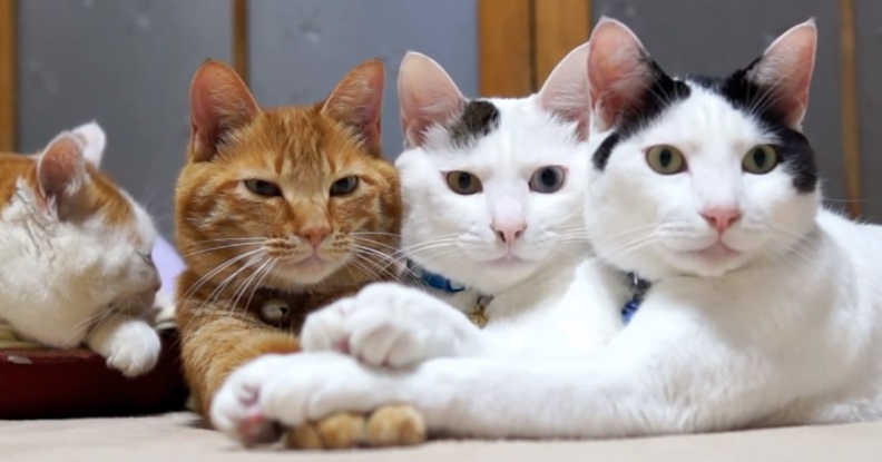 Funny Cute Cats Holding Paws