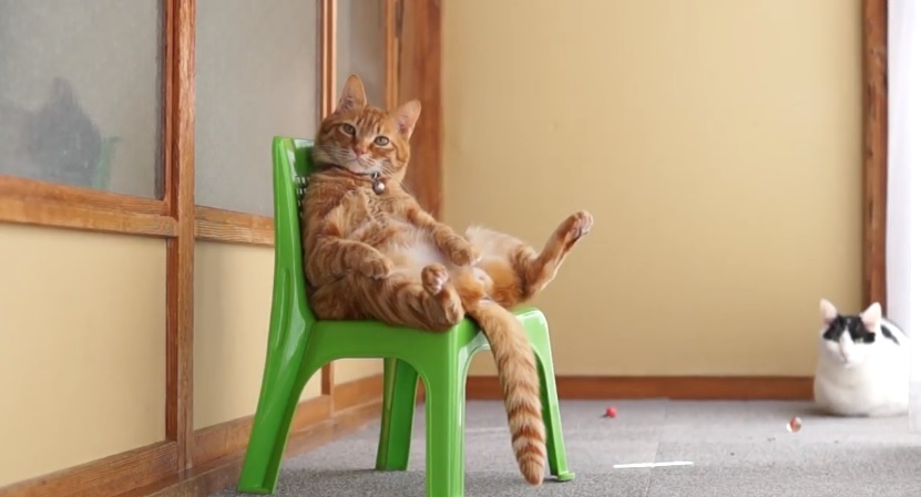 Cute Weird Kitty Sitting On Chair