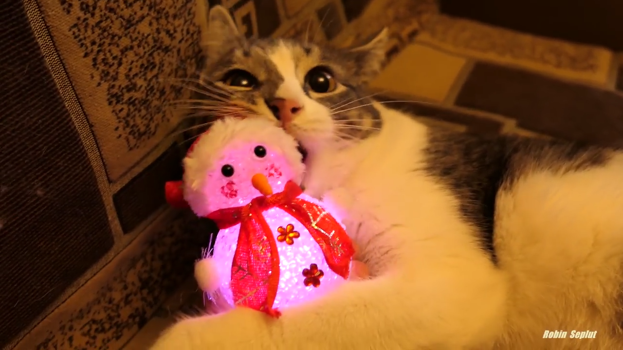Cute and playful cat has fun with different toys