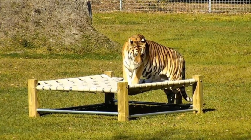 Kali The Tiger Gets A Bed