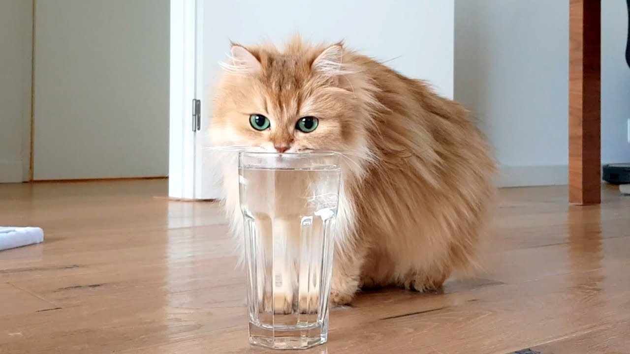 Trying to film Smoothie drinking water from a glass