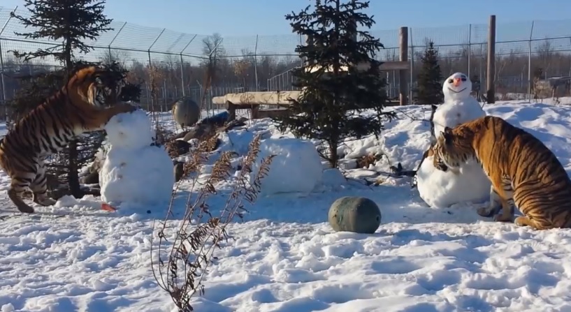 Tigers Playing With Snowmen