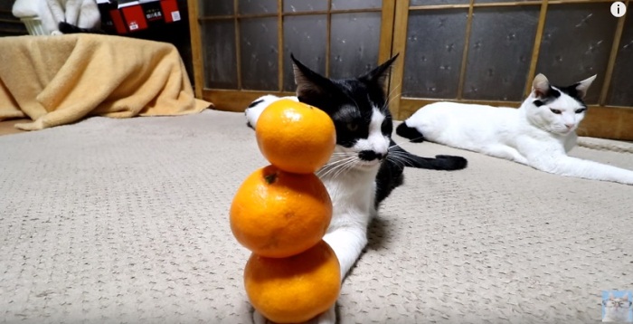 Chobi Becoming A Master Of Balancing