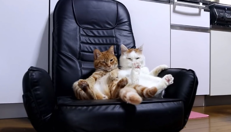 Cats Relaxing On Chair