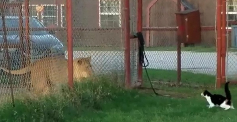 Brave Cat Challenges Lion 