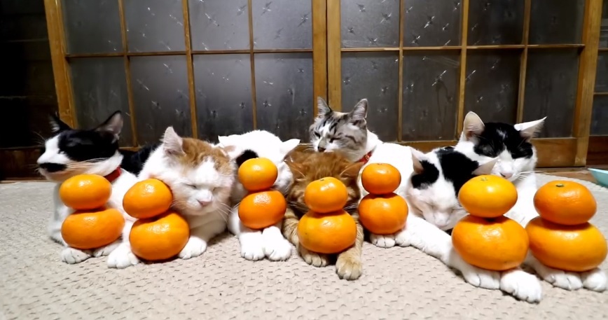 These Cats Are So Relaxed And Cute