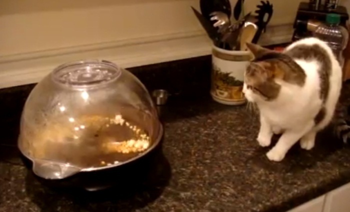 Cat Doesent Like Popcorn Machine