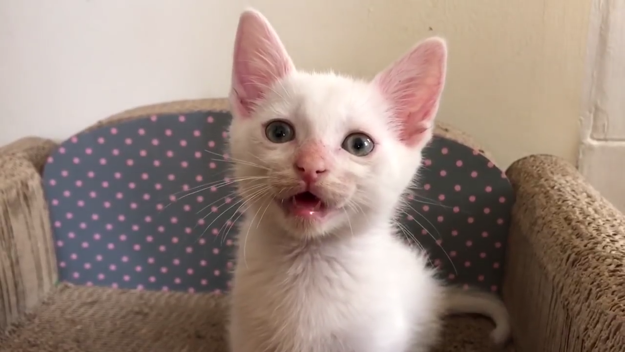 Meet Fizz - A very cute and funny kitten