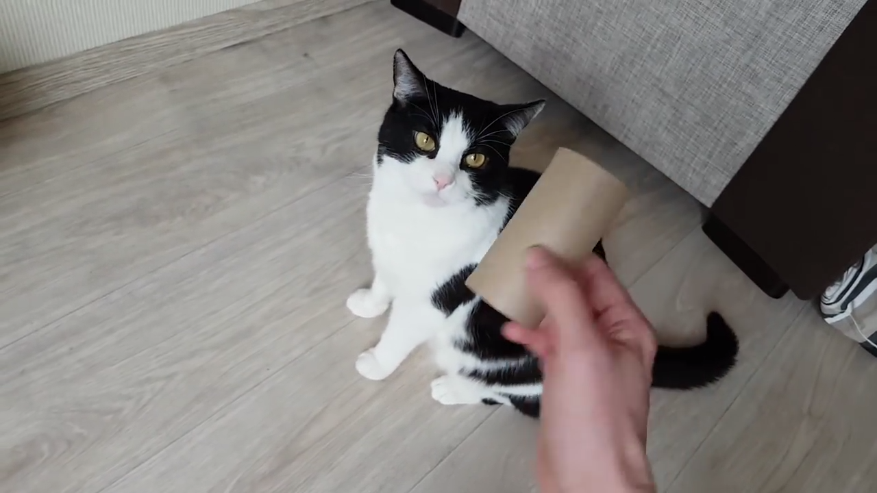 7 cat toys ideas that you can do with toilet paper rolls