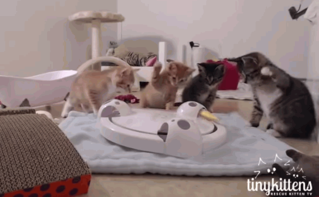 Curious kittens whap everything