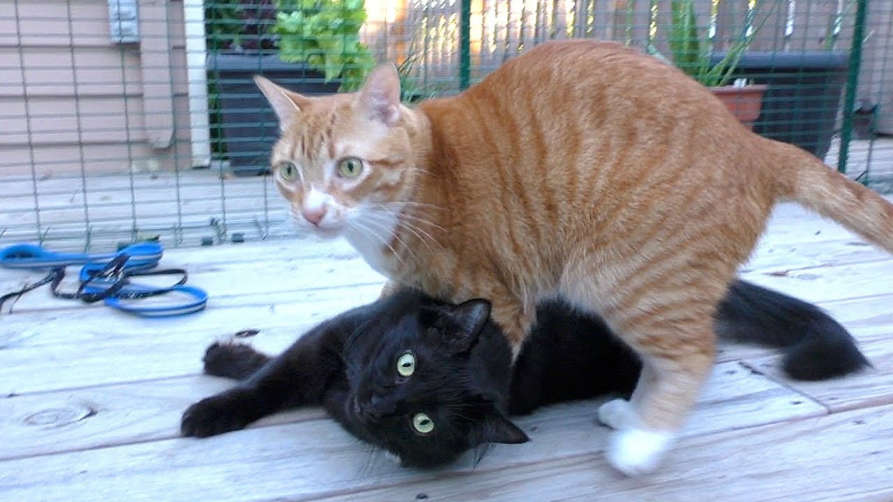 Cole and Marmalade go outside in a catio for the first time