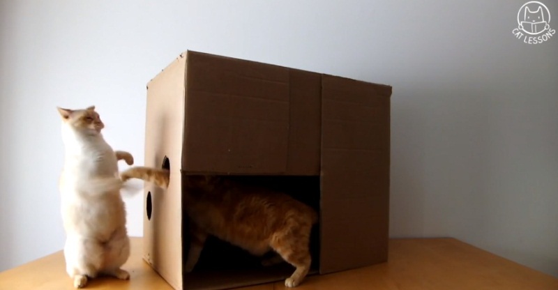 How To Make A Quick Play Box For Your Cat