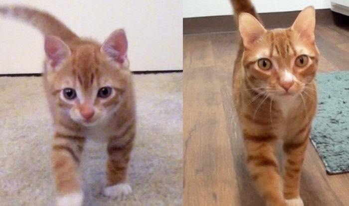 Kittens To Cats With Cole And Marmalade