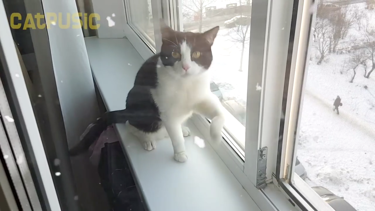 Cat has funny reaction to cold