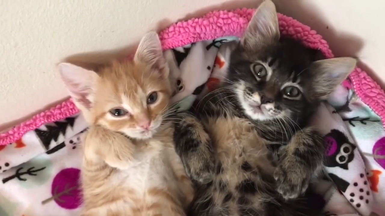 The story of two orphan kittens that became best friends