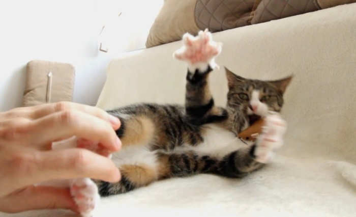 Cute Cat Reacts To Tickling