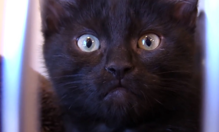 Adopt A Mini Black Panther