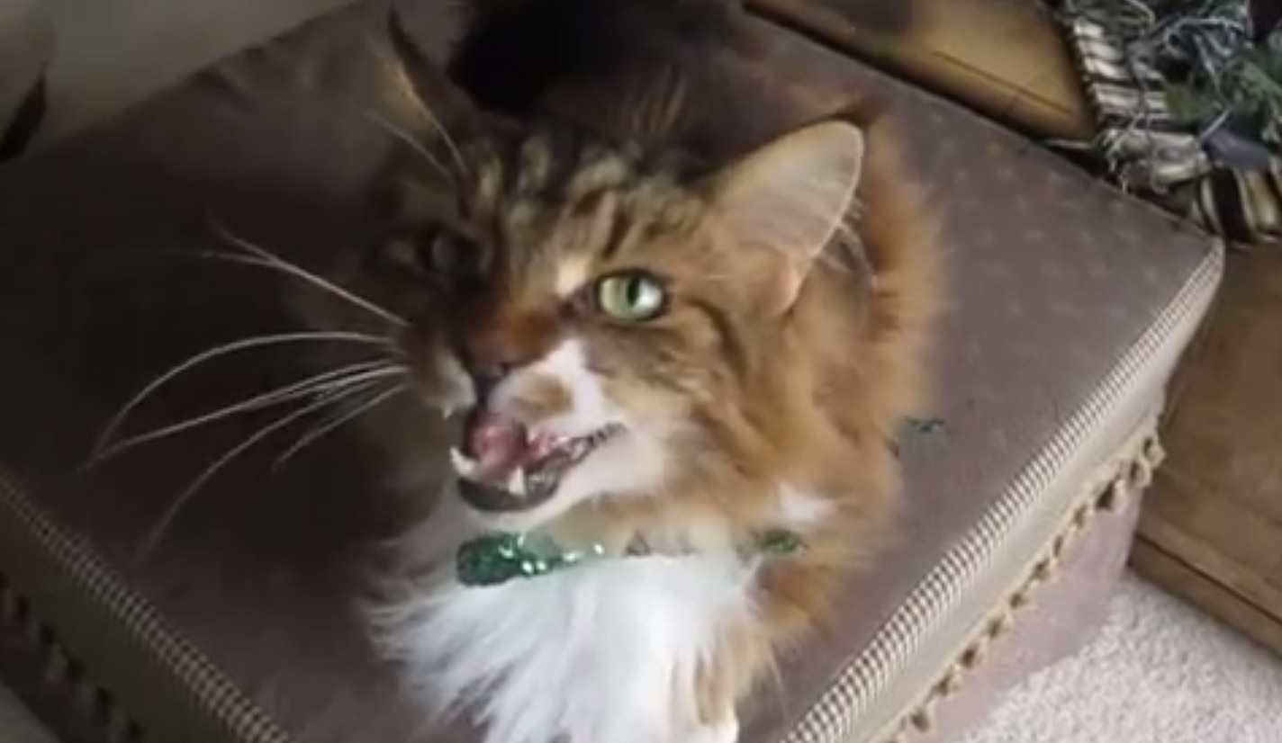 Cute cat singing with its human