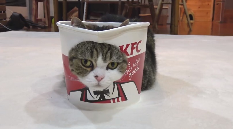 Maru Wears The KFC Bucket