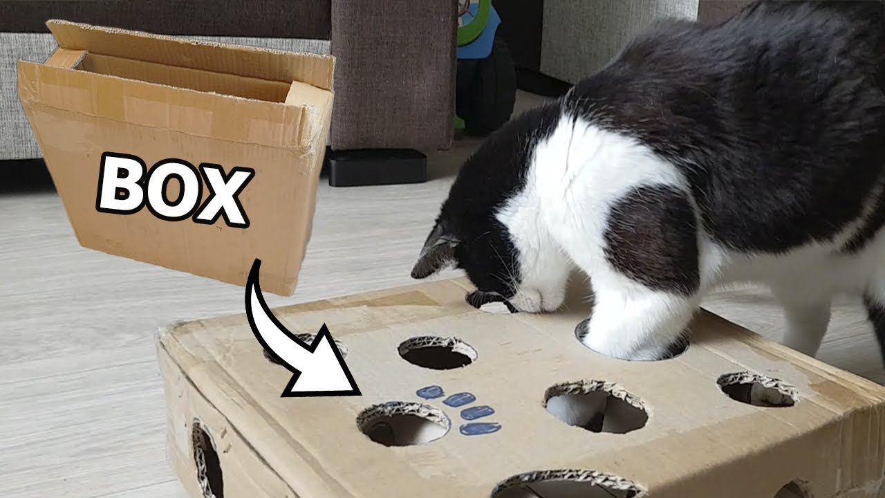 Create an awesome cat toy from a cardboard box