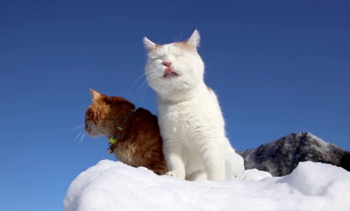 Cats Chilling In The Snow
