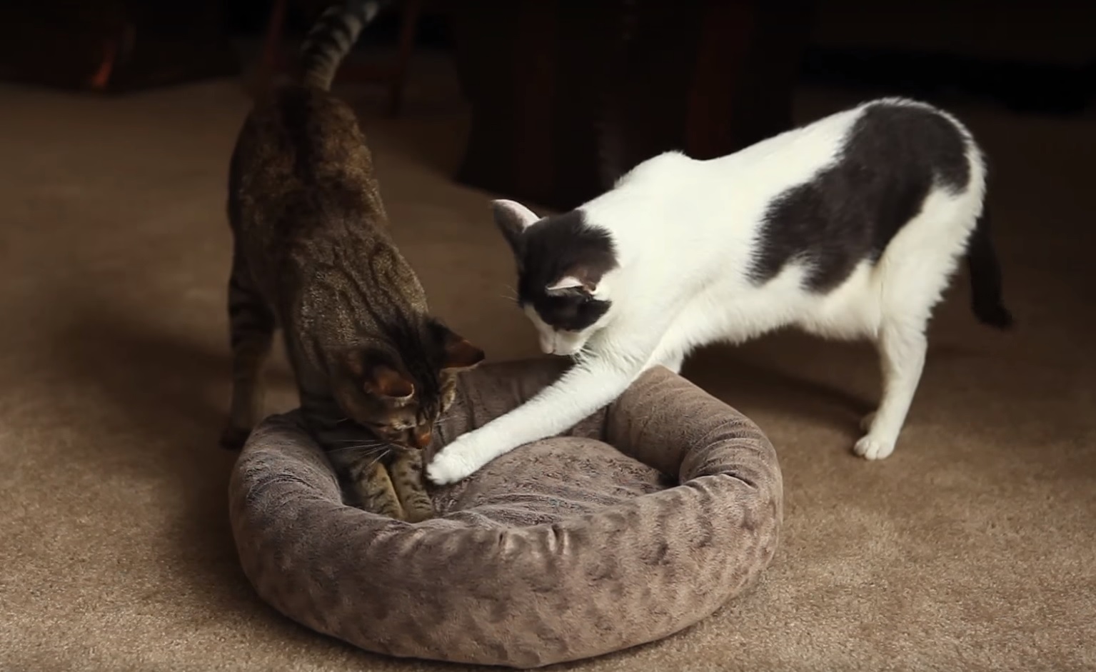 Funny and cute compilation of Loki and Sparta (The Mean Kitty)
